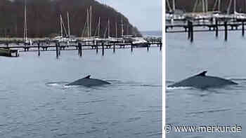 „Falsch abgebogen“: Buckelwal verirrt sich in deutschen Hafen – Segellehrer filmt 12-Meter-langes Tier