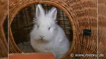 „So jung und schon ihr Leben lang im Tierheim“: Buffy sucht Zuhause