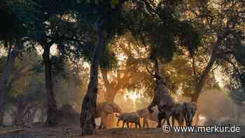 World Nature Photography Awards 2024: Das sind die überwältigenden Fotos der Gewinner