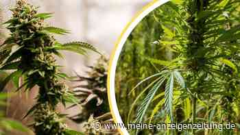 Cannabis in Mietwohnungen – was erlaubt ist und was nicht