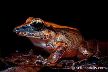 Silent Screams: Unlocking the Mysteries of Ultrasonic Communication in Frogs