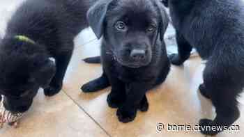 Malnourished, frostbitten pups rescued by Barrie organization in dire need of donations