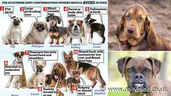 Want a healthy dog? Vets reveal the 10 extreme body conformations owners should AVOID including flat-faces, sloped backs and short legs - so, does your pooch have any?