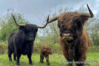 Nieuw leven op de Kesterheide: “Een highlandkalfje lijkt heel aaibaar maar blijf liever op voldoende afstand”