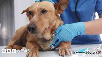 Vet firm CVS hit by cyber-attack