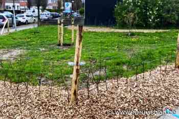 Gemeente plant 3.740 bomen, planten en struiken aan: “We kiezen doelbewust voor streekeigen soorten”