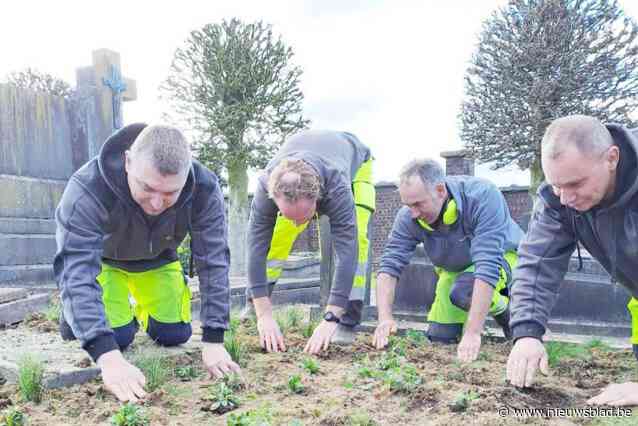 Begraafplaats Edelare vergroent met bloemenweide en ruim 3.216 vaste planten: “We willen een uitnodigende plek creëren”