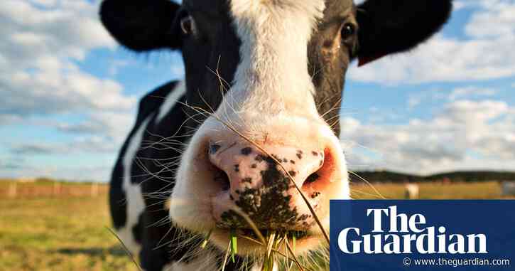 M&S invests £1m in tackling methane from burping and farting cows