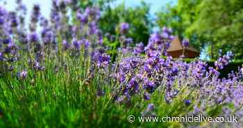 Alan Titchmarsh explains 'must do' gardening step to avoid 'very few flowers' this summer
