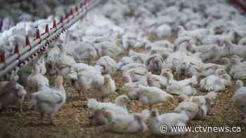 With bird flu cases rising in border states, should Canadians be concerned about their food?