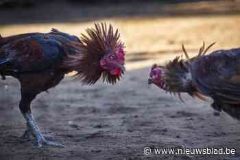 Zestiger uit Hoeselt riskeert celstraf voor verboden hanengevecht: “Het was mijn verjaardagsfeest”