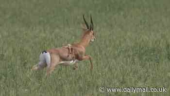 Gazelle with SIX LEGS is photographed in Israel