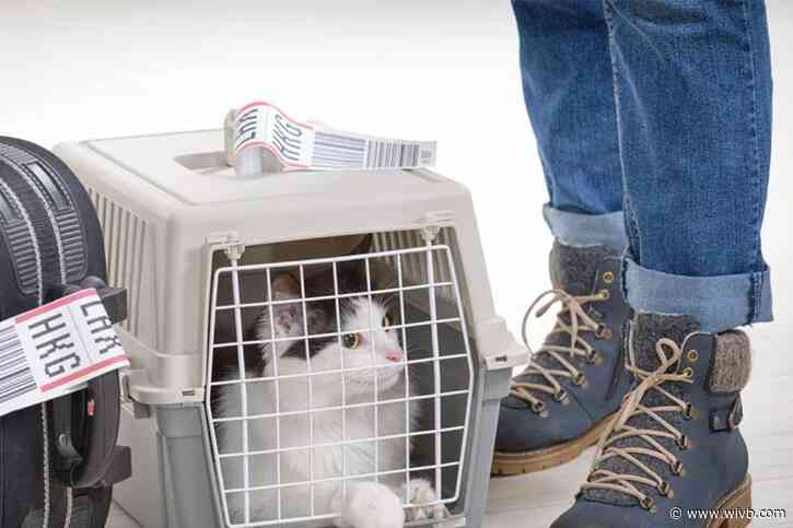 Free rabies vaccine drive-thrus for cats and dogs coming this May