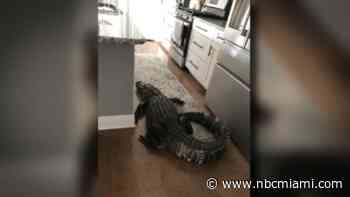 Giant gator breaks into Florida woman's home, wanders into kitchen