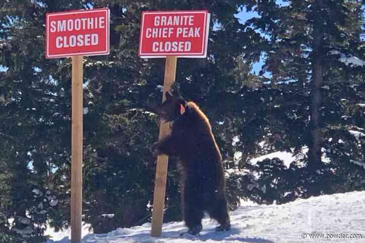 Why A "Bad Bear" Temporarily Closed Palisades Tahoe's Granite Chief Lift