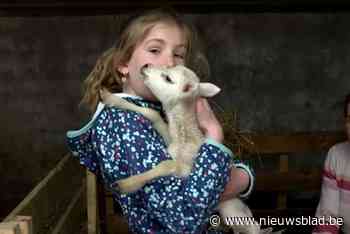 Uitzonderlijk: schattige vijfling lammetjes geboren in Rijkevorsel