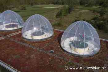 Hoe perenbomen de klimaatopwarming helpen bestrijden: UHasselt doet verrassende vaststelling