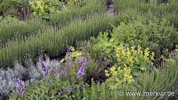 Welche Kräuter im Beet zusammen pflanzen?