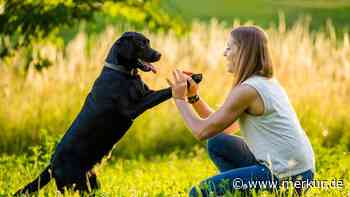 Spielen, streicheln, spazieren gehen: Wie die Interaktion mit Hunden bei Stress helfen kann