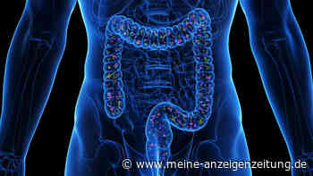 Neuer Therapieansatz bei zu hohen Blutfettwerten: Welche Darmbakterien den Cholesterinspiegel senken