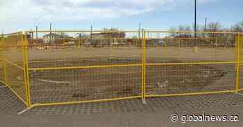 Calgary’s much-beloved Stampede Elm is gone