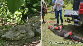 Massive alligator removed from southwest Miami-Dade farm