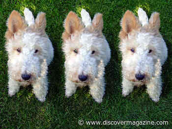 Just Because You Can Clone Your Dog, Doesn’t Mean They Will Be The Same
