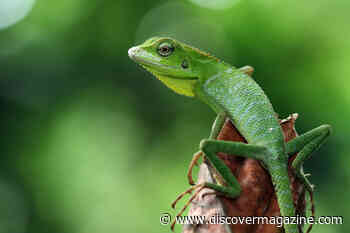 Reptiles are Highly Emotional, Contrary to Their Cold Reputation