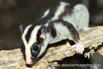 The Striped Possum May Be One Of Australia's Best Hide-and-Seek Champs