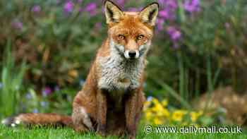 Early man's best friend was the fox as the animal was domesticated by humans, research suggests