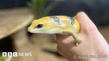 Snake and cake cafe to address reptiles' 'bad rep'