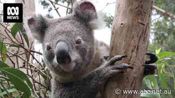 Veteran campaigner leads fresh push to halt NSW logging in future Great Koala National Park