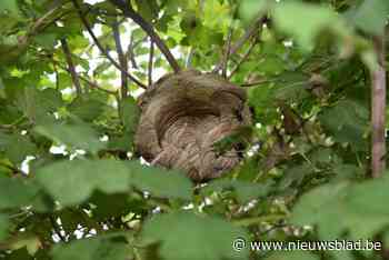 Infoavond over de Aziatische hoornaar: “Hoe herken je ze, wat doe je ertegen?”