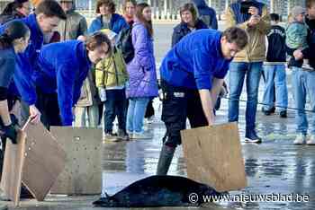 Sea Life laat drie zeehondjes vrij na enorm drukke periode: “Waaronder één zeldzaam exemplaar”
