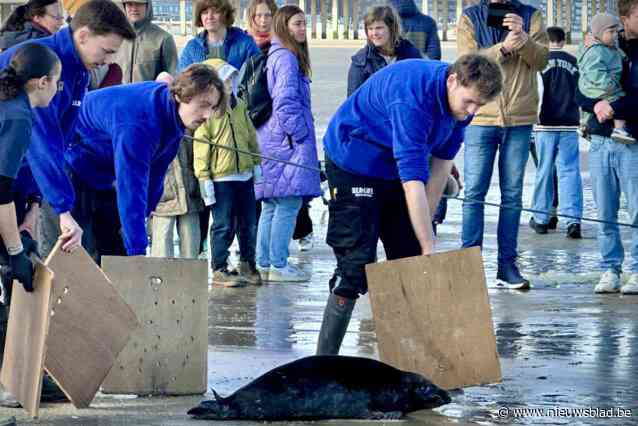 Sea Life laat drie zeehondjes vrij, met daarbij ook één zeldzaam diertje: “Was pas tweede of derde keer sinds 1998 dat we er zo een opvingen”