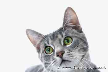 Cat owners issued 60-day warning ahead of major rule change which will see £500 fines if ignored