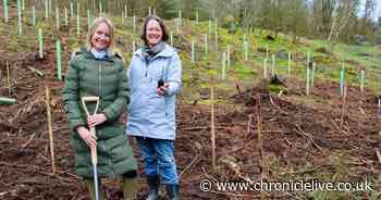 Artist creates woodland trail in memory of Northumberland's Sycamore Gap tree