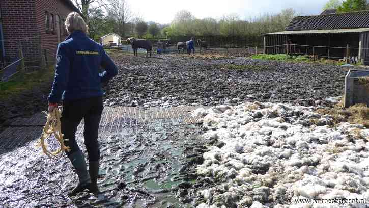 Inspectie haalt paarden uit nat weiland vol mest en urine