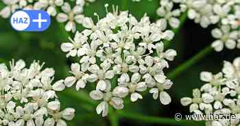 Wildkräuter sammlen in Hannover: Sechs Pflanzen zum Ausprobieren