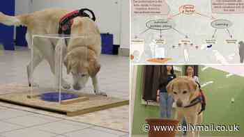 Who's a clever boy? Dogs excel in different intelligence tasks - just like humans, study claims