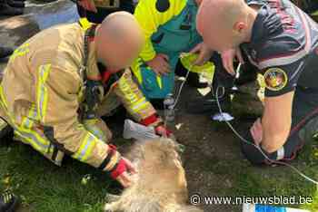 Brandweer redt hond uit appartementsbrand
