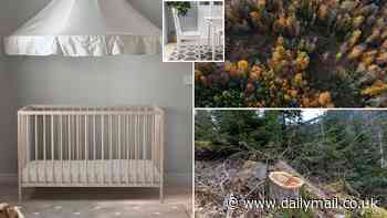 Does your bed come from an ancient forest? IKEA is cutting down trees dating back hundreds of years to use for flat-pack furniture, report reveals