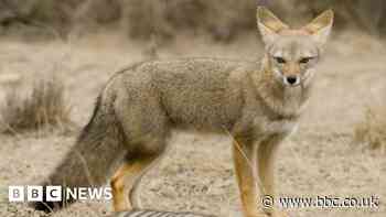 Was an extinct fox once man's best friend?
