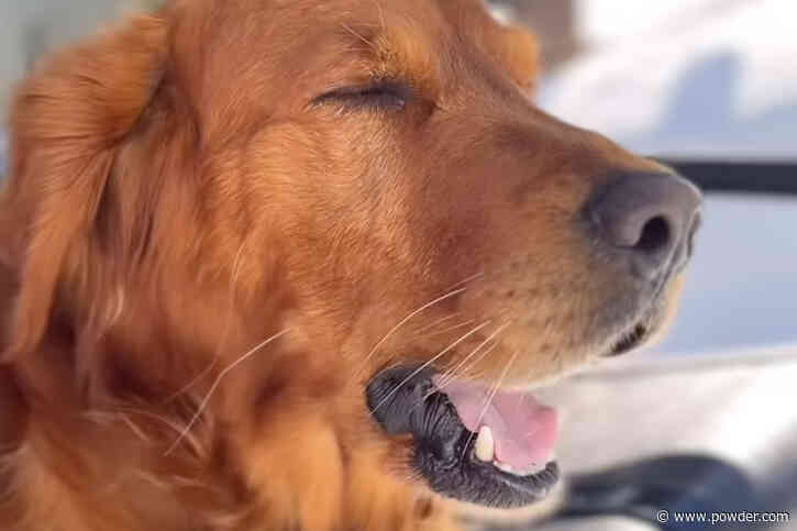 Avalanche Patrol Dog Sets Bar For Dedicated Resort Skiers Everywhere