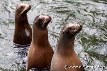 Zeeleeuw Zilver (25) sterft Antwerpse Zoo: “Ze is hier geboren”