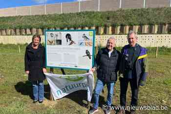 Oeverzwaluwwand met 1.650 broedplaatsen ingehuldigd langs Albertkanaal: “Unieke kans om weer grote kolonie te laten groeien”