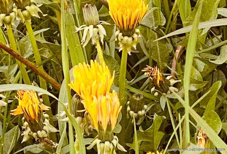 Winnipeg Weather Forecast: April 9, 2024, Brings a Chilly Start with a Warm Outlook