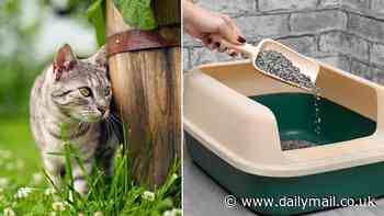 Why cat urine smells so bad: Scientists reveal what causes the unique stench - and what to do about it