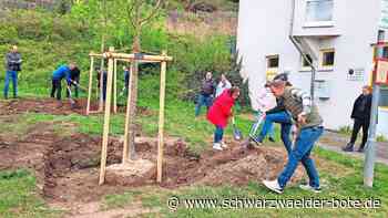In Ebhausen: Gemeinderäte pflanzen neue Roßkastanien