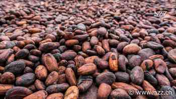 Rekordhoher Kakaopreis, Konzernumbau: Barry Callebaut kämpft an vielen Fronten